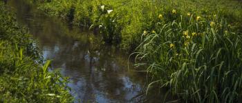 Milieux humides en Gascogne : paysages, flore, faune Anglet