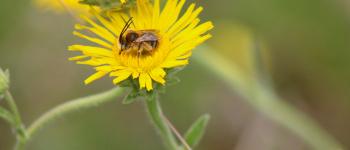 Rendez-Vous de la Biodiversité : Les abeilles sauvages Sabres